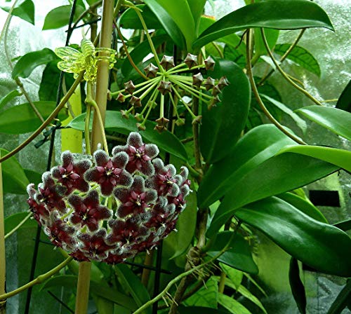 Collector's Rare Pubicalyx Wax Plant - 4" Pot