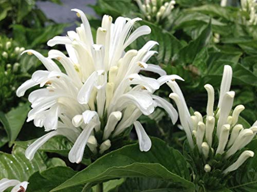 White Brazilian Plume Flower - 4 Inch Pot