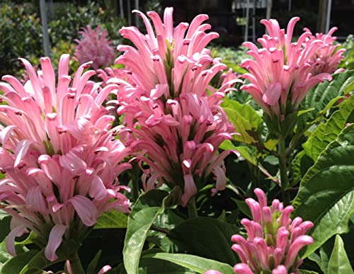 Pink Brazilian Plume Flower 4 Inch Pot