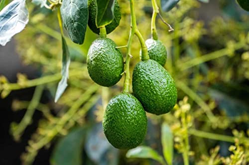 Grafted HASS Avocado Tree - Live Plant