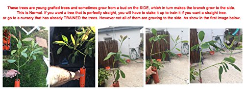Cold Hardy Fuerte Avocado Tree-Live