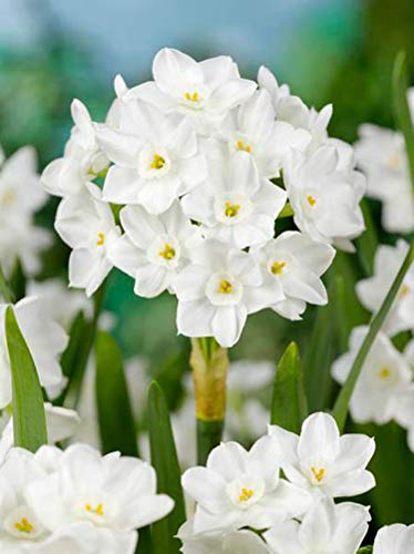 Fragrant Paperwhite Narcissus Bulbs - 5 Pack