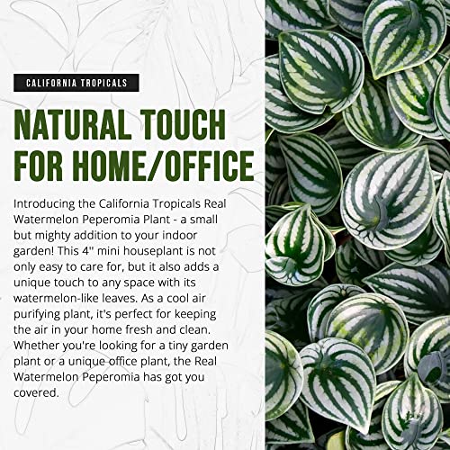 Real Watermelon Peperomia - 4'' Mini Houseplant