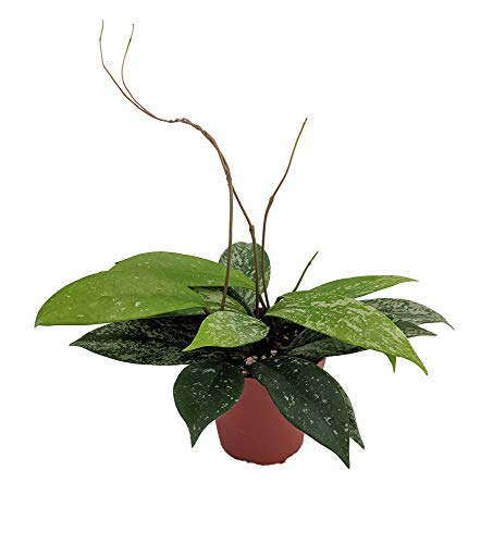 Collector's Rare Pubicalyx Wax Plant - 4" Pot