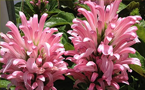 Pink Brazilian Plume Flower 4 Inch Pot
