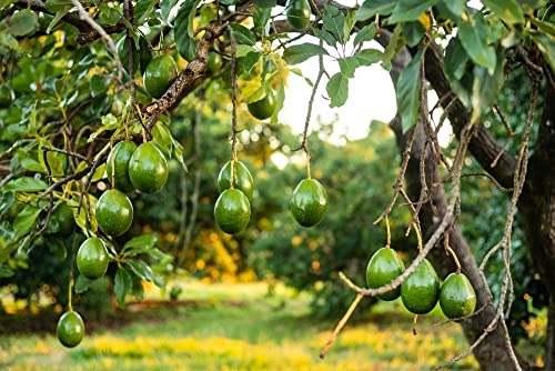 Grafted HASS Avocado Tree - Live Plant