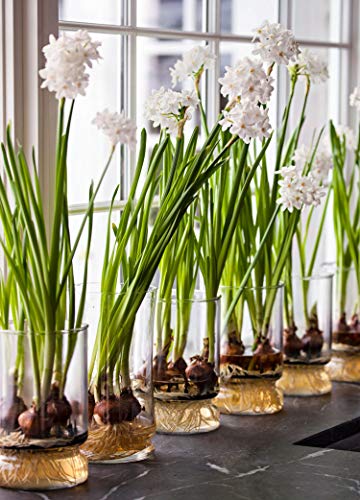 Fragrant Paperwhite Narcissus Bulbs - 5 Pack