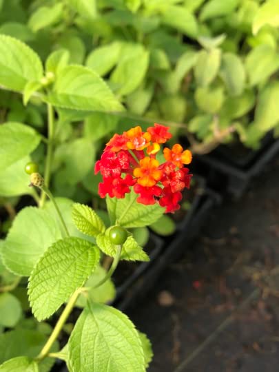 Red Lantana Camara: 2 Live Plants in 4" Pot