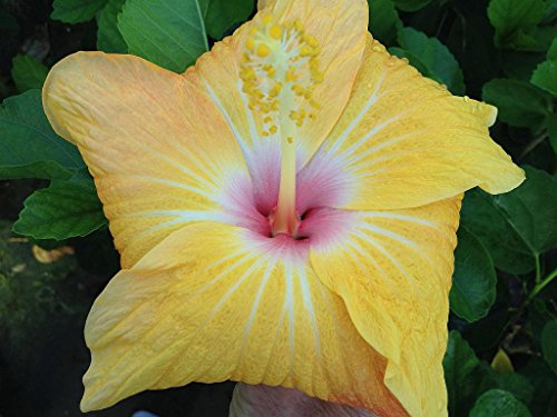 Large Fancy Single Hibiscus with Color-Changing Flowers