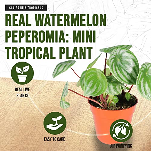 Real Watermelon Peperomia - 4'' Mini Houseplant
