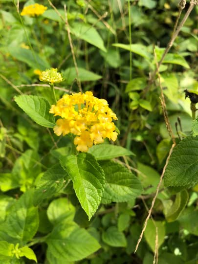 Golden Lantana Camara Plants Duo - 4 inch Pots
