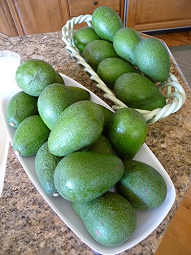 Cold Hardy Fuerte Avocado Tree-Live