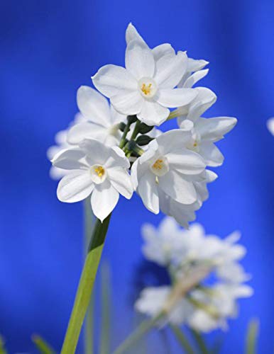 Fragrant Paperwhite Narcissus Bulbs - 5 Pack