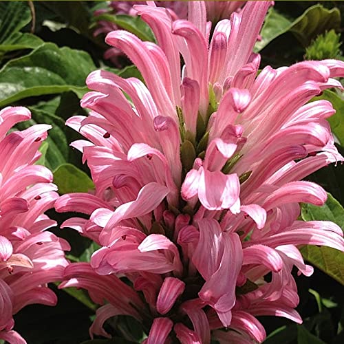 Pink Brazilian Plume Flower 4 Inch Pot