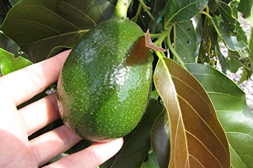 Grafted HASS Avocado Tree - Live Plant