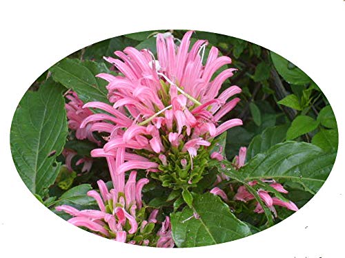 Pink Brazilian Plume Flower 4 Inch Pot