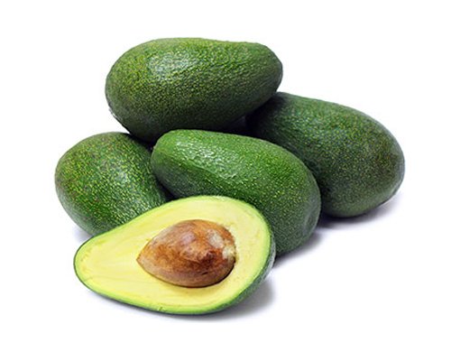 Cold Hardy Fuerte Avocado Tree-Live