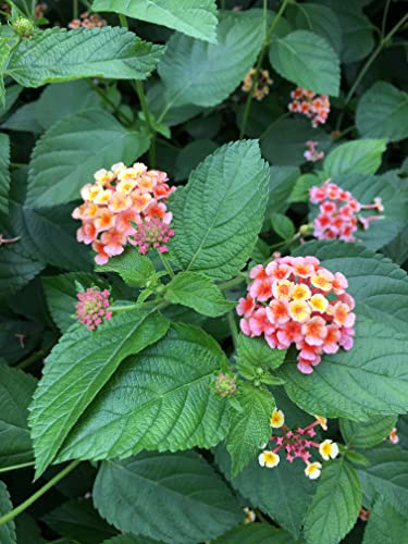 Mixed Lantana Camara - 2 Live Plants