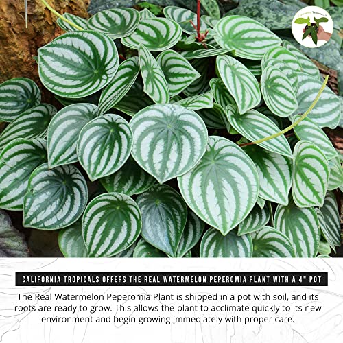 Real Watermelon Peperomia - 4'' Mini Houseplant