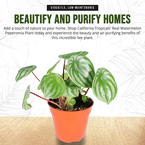 Real Watermelon Peperomia - 4'' Mini Houseplant