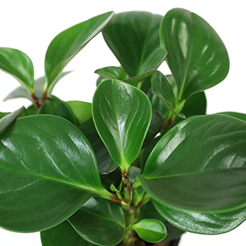 Pink Peperomia Rubber Plant in Stylish Pot