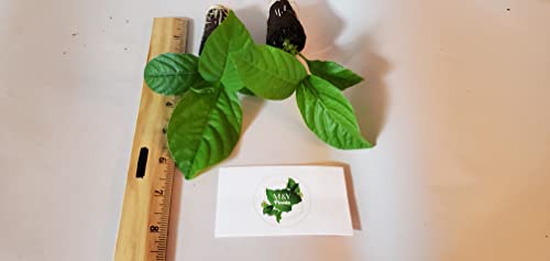 2 Passiflora 'Giant Grandilla' Starter Plants