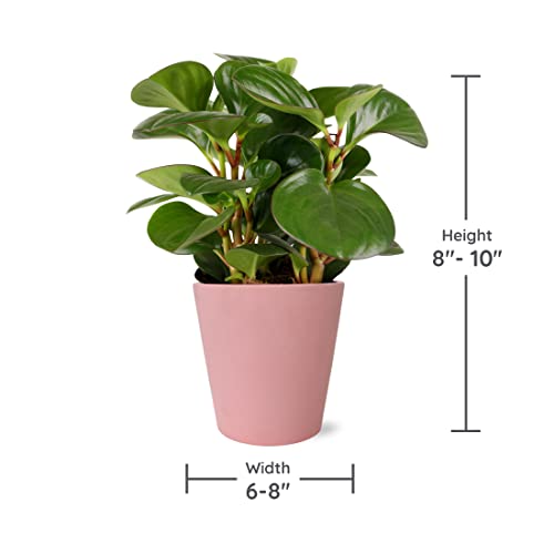Pink Peperomia Rubber Plant in Stylish Pot