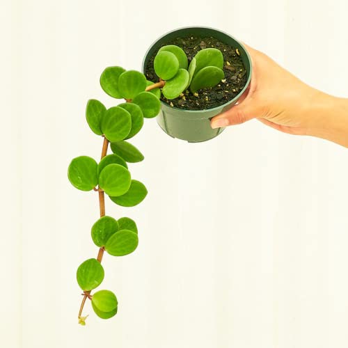Peperomia Hope - Live Indoor Plant (4-inch)