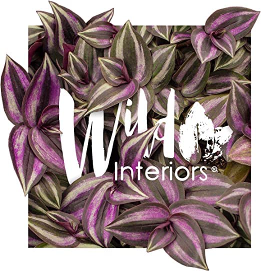 Pink Peperomia Rubber Plant in Stylish Pot