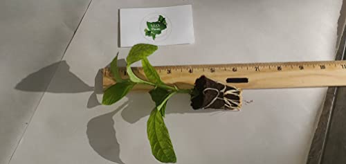 2 Passiflora 'Giant Grandilla' Starter Plants