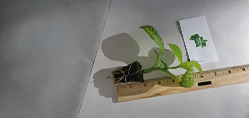 2 Passiflora 'Giant Grandilla' Starter Plants