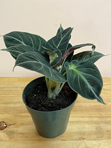 Rare Alocasia Black Velvet Plant - 4" Pot