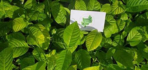 2 Passiflora 'Giant Grandilla' Starter Plants
