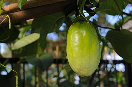 2 Passiflora 'Giant Grandilla' Starter Plants