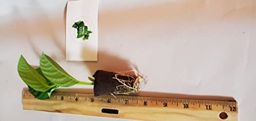 2 Passiflora 'Giant Grandilla' Starter Plants