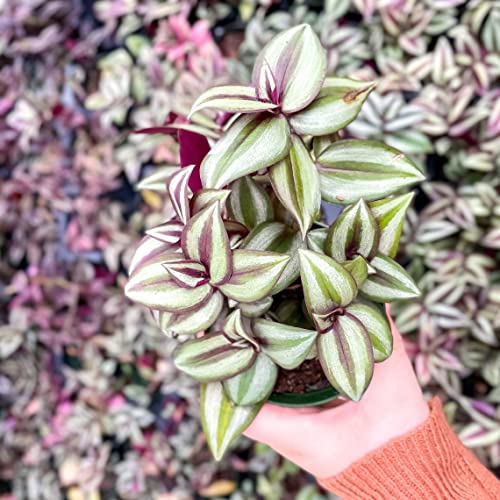 Zebrina Wandering Jew Indoor Plant, 4" Pot