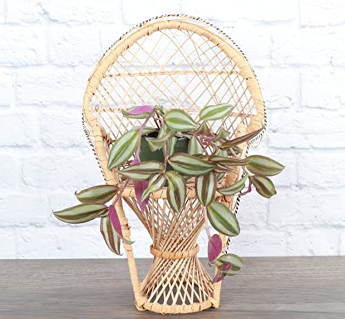 Zebrina Wandering Jew Indoor Plant, 4" Pot