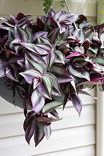 Silver & Purple Wandering Jew Cuttings (9)