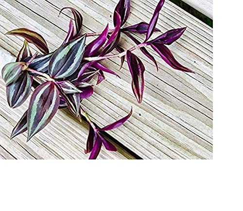 Silver & Purple Wandering Jew Cuttings (9)