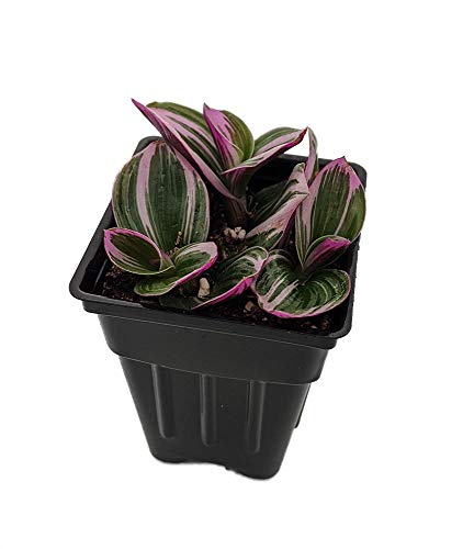 Collector's Rare Nanouk Pink Tradescantia - 2.5