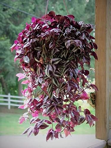 Silver & Purple Wandering Jew Cuttings (9)