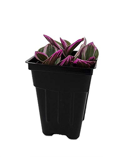 Collector's Rare Nanouk Pink Tradescantia - 2.5