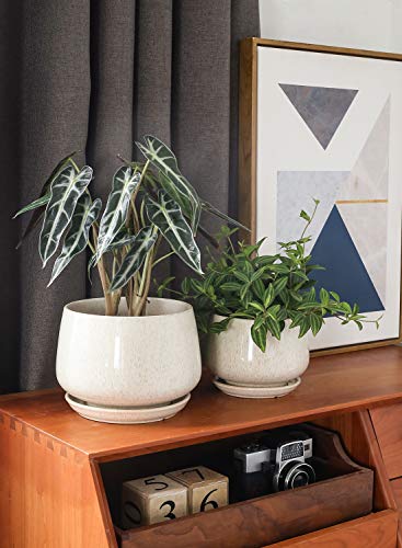 Tropical Ceramic Planters Set with Saucer