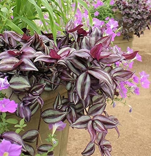 Silver & Purple Wandering Jew Cuttings (9)