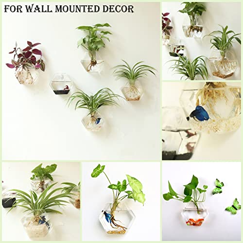 Hexagon Glass Planter Set for Plant Lovers