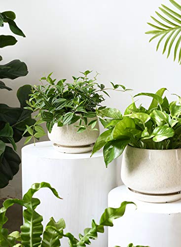 Tropical Ceramic Planters Set with Saucer