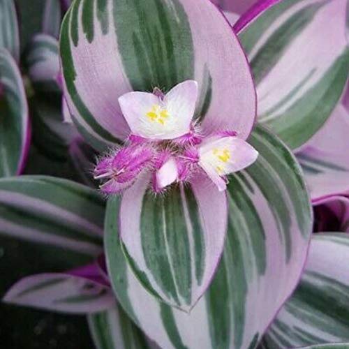 Collector's Rare Nanouk Pink Tradescantia - 2.5