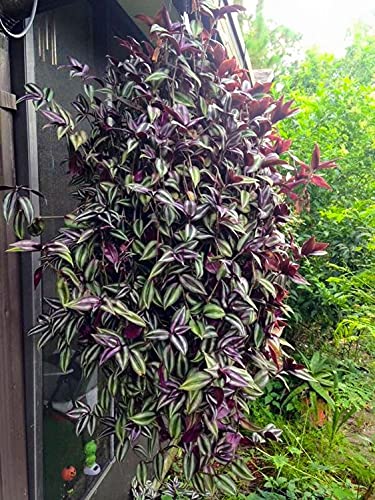 Silver & Purple Wandering Jew Cuttings (9)