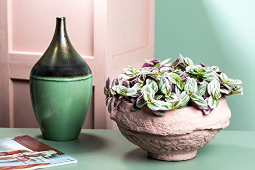 Collector's Rare Nanouk Pink Tradescantia - 2.5