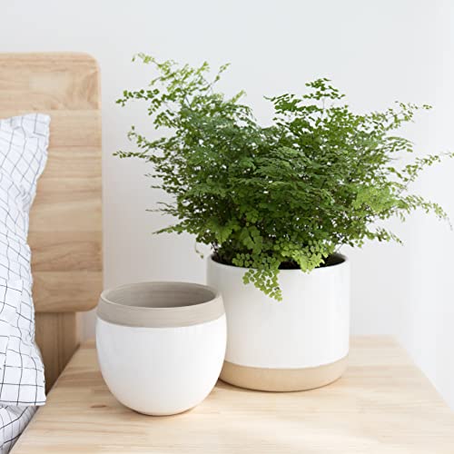 White Ceramic Plant Pots with Cracked Detailing